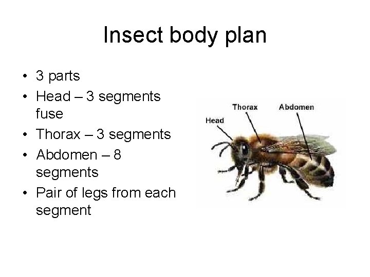 Insect body plan • 3 parts • Head – 3 segments fuse • Thorax