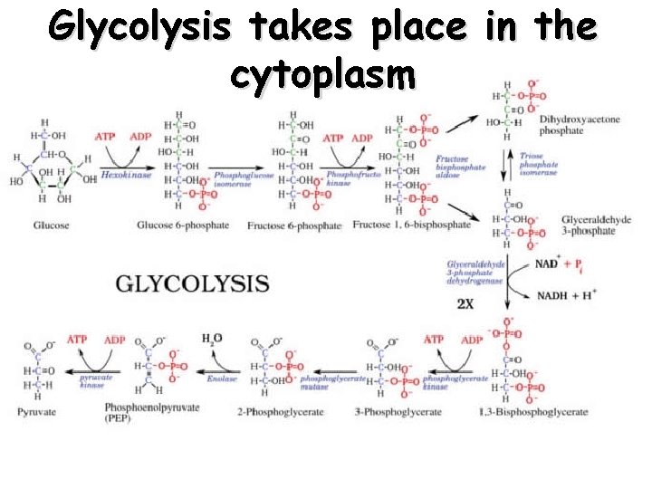 Glycolysis takes place in the cytoplasm 