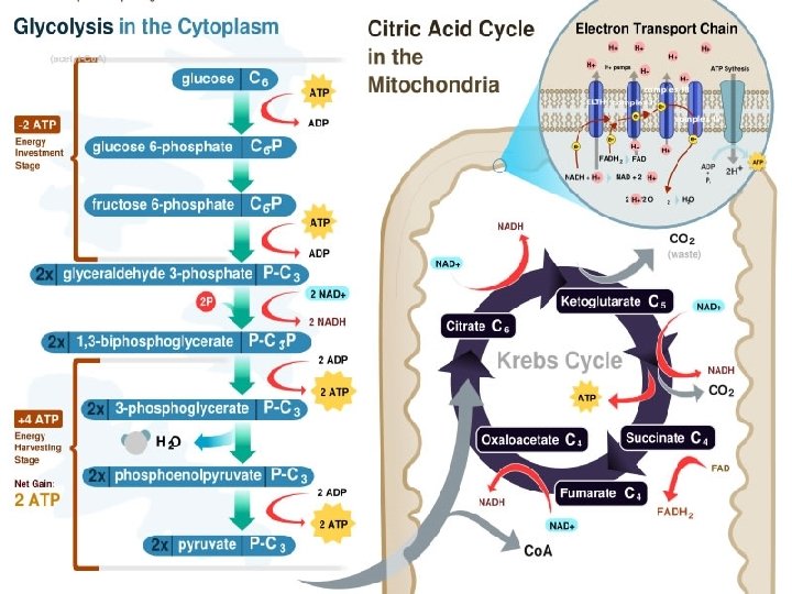Aerobic respiration 