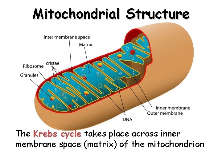 Mitochondrial Structure The Krebs cycle takes place across inner membrane space (matrix) of the