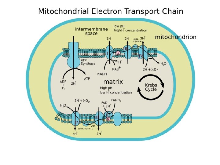Electron. Transport 