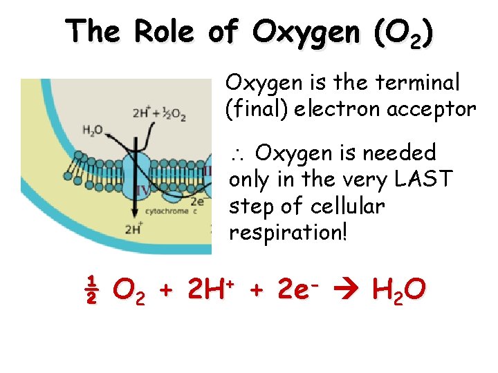 The Role of Oxygen (O 2) Oxygen is the terminal (final) electron acceptor Oxygen
