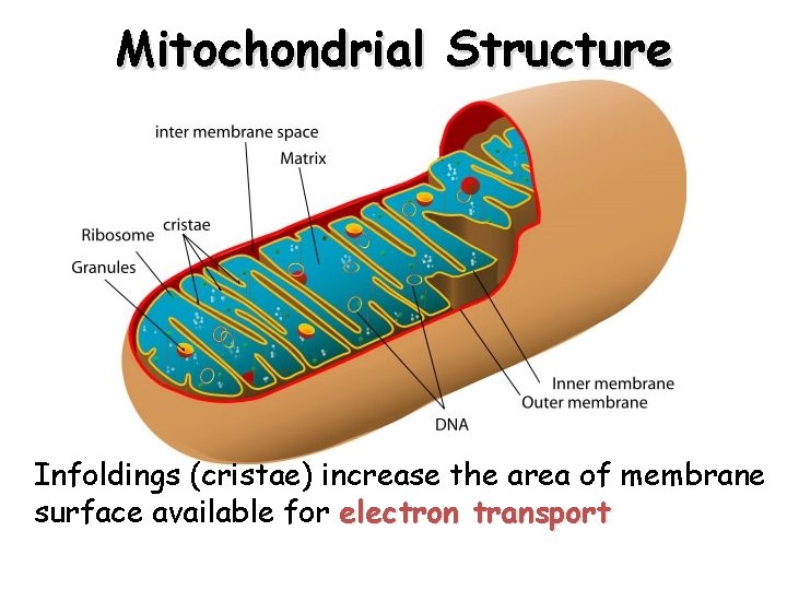 Mitochondrial Structure Infoldings (cristae) increase the area of membrane surface available for electron transport