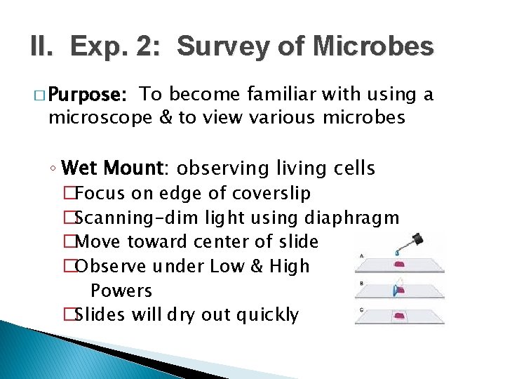 II. Exp. 2: Survey of Microbes � Purpose: To become familiar with using a
