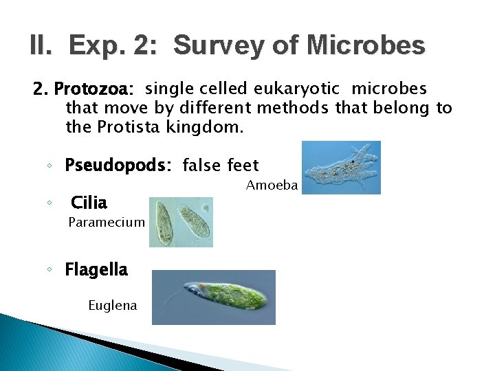 II. Exp. 2: Survey of Microbes 2. Protozoa: single celled eukaryotic microbes that move