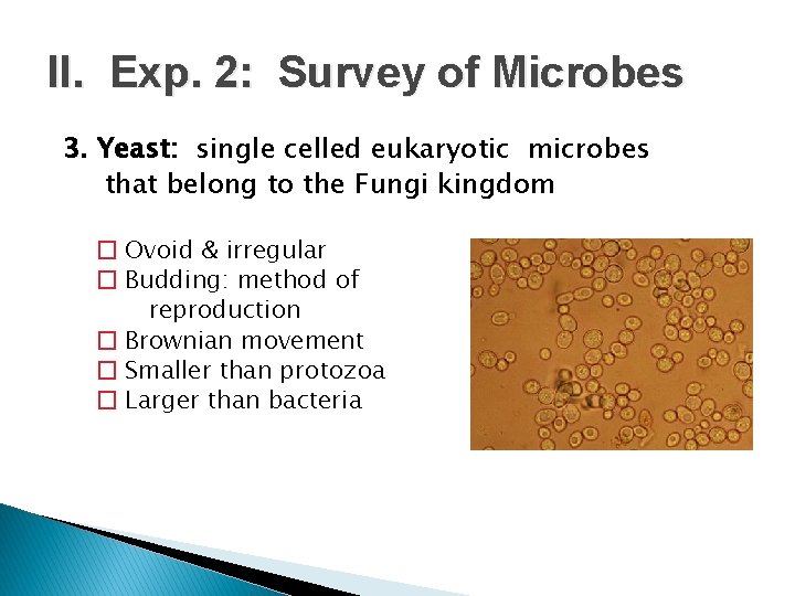 II. Exp. 2: Survey of Microbes 3. Yeast: single celled eukaryotic microbes that belong