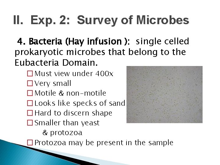 II. Exp. 2: Survey of Microbes 4. Bacteria (Hay infusion ): single celled prokaryotic