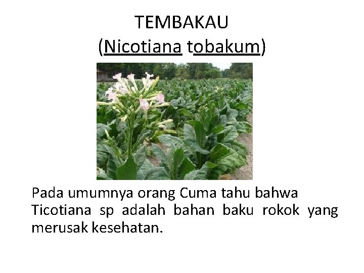 TEMBAKAU (Nicotiana tobakum) Pada umumnya orang Cuma tahu bahwa Ticotiana sp adalah bahan baku