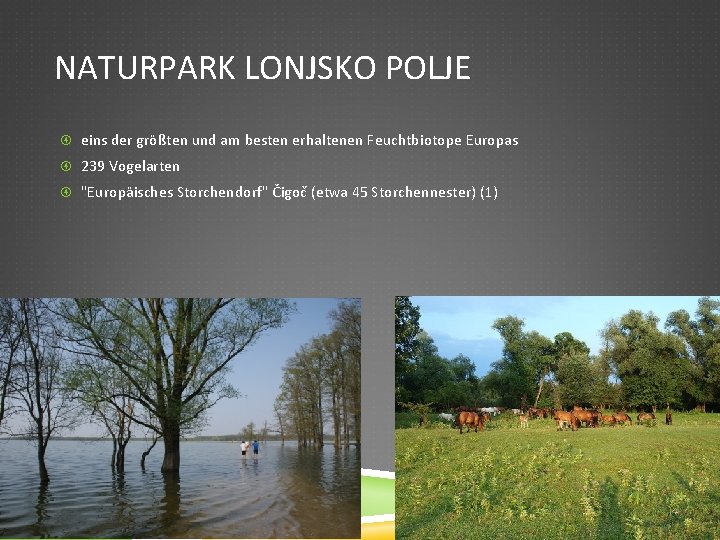 NATURPARK LONJSKO POLJE eins der größten und am besten erhaltenen Feuchtbiotope Europas 239 Vogelarten