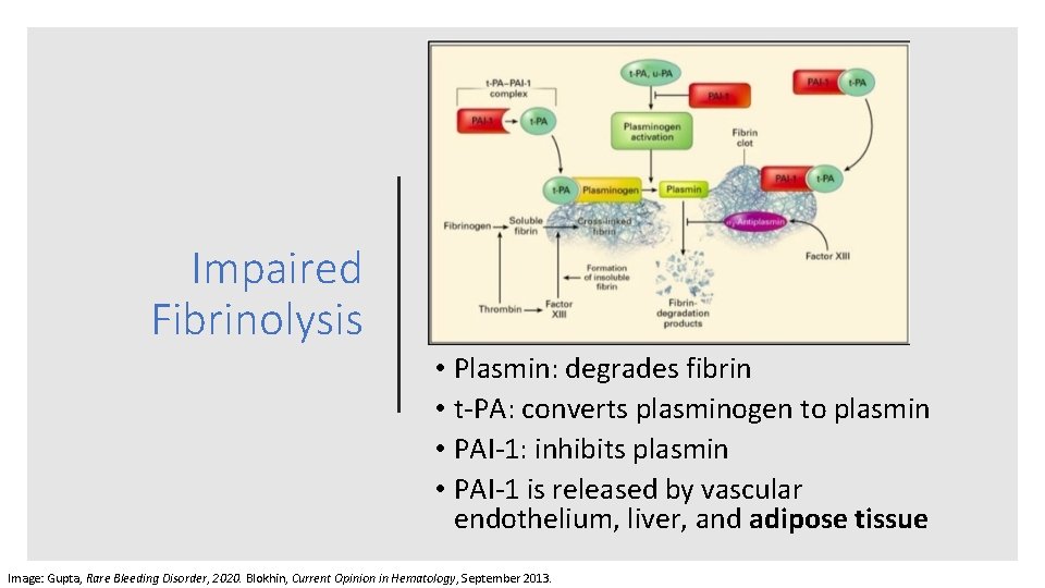 Impaired Fibrinolysis • Plasmin: degrades fibrin • t‐PA: converts plasminogen to plasmin • PAI‐