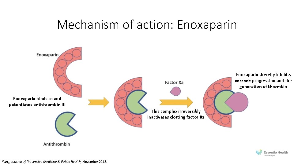 Mechanism of action: Enoxaparin thereby inhibits cascade progression and the generation of thrombin Enoxaparin