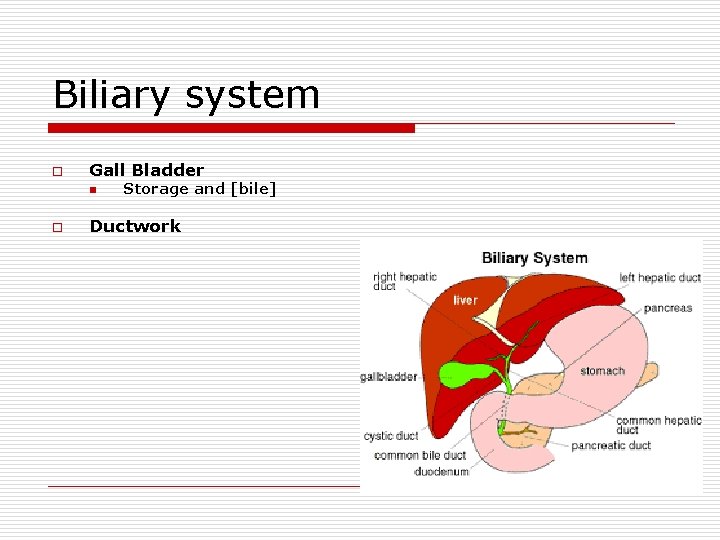 Biliary system o Gall Bladder n o Storage and [bile] Ductwork 