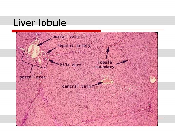 Liver lobule 