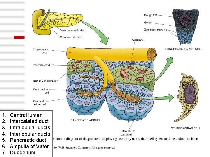 1. 2. 3. 4. 5. 6. 7. Central lumen Intercalated duct Intralobular ducts Interlobular