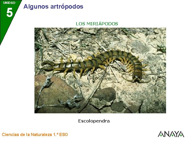 UNIDAD 5 3 Algunos artrópodos LOS MIRIÁPODOS Escolopendra Ciencias de la Naturaleza 1. º