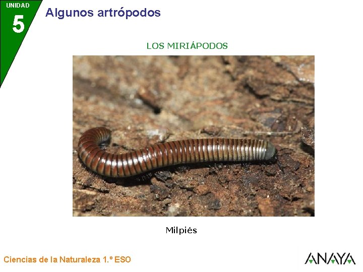 UNIDAD 5 3 Algunos artrópodos LOS MIRIÁPODOS Milpiés Ciencias de la Naturaleza 1. º