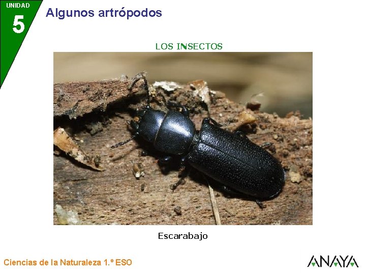 UNIDAD 5 3 Algunos artrópodos LOS INSECTOS Escarabajo Ciencias de la Naturaleza 1. º