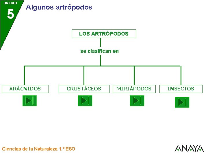 UNIDAD 5 3 Algunos artrópodos LOS ARTRÓPODOS se clasifican en ARÁCNIDOS CRUSTÁCEOS Ciencias de