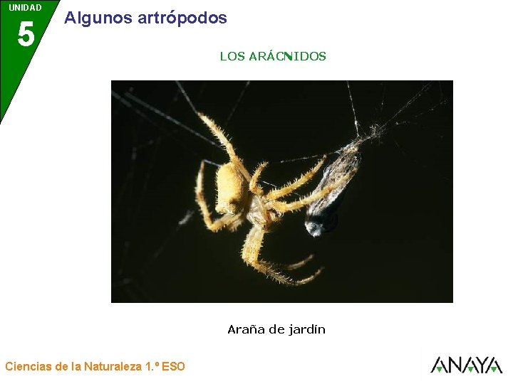 UNIDAD 5 3 Algunos artrópodos LOS ARÁCNIDOS Araña de jardín Ciencias de la Naturaleza