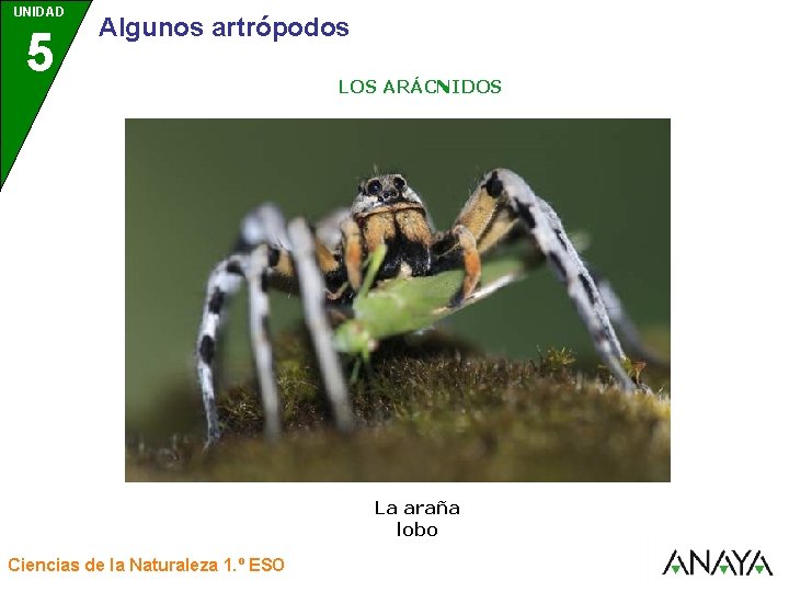 UNIDAD 5 3 Algunos artrópodos LOS ARÁCNIDOS La araña lobo Ciencias de la Naturaleza