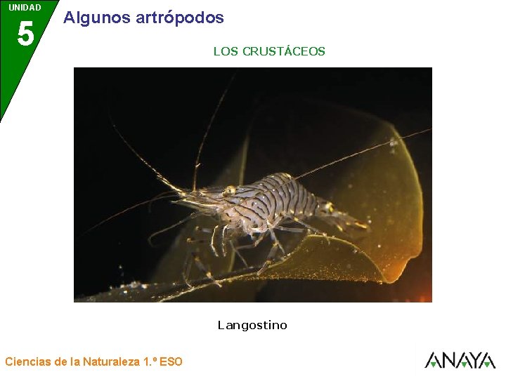 UNIDAD 5 3 Algunos artrópodos LOS CRUSTÁCEOS Langostino Ciencias de la Naturaleza 1. º