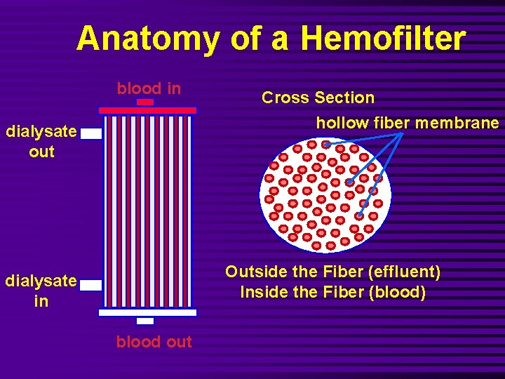 Anatomy of a Hemofilter blood in Cross Section hollow fiber membrane dialysate out Outside
