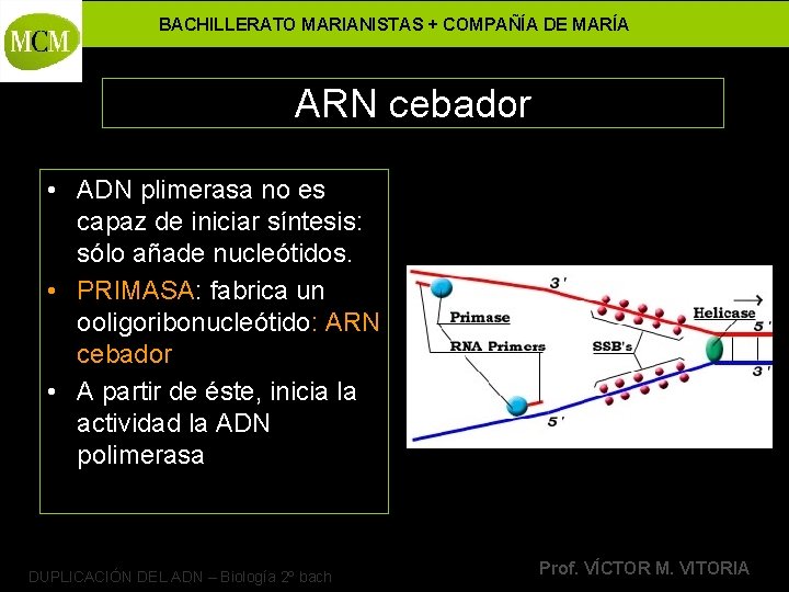 BACHILLERATO MARIANISTAS + COMPAÑÍA DE MARÍA ARN cebador • ADN plimerasa no es capaz