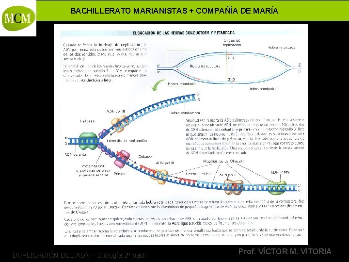 BACHILLERATO MARIANISTAS + COMPAÑÍA DE MARÍA DUPLICACIÓN DEL ADN – Biología 2º bach Prof.