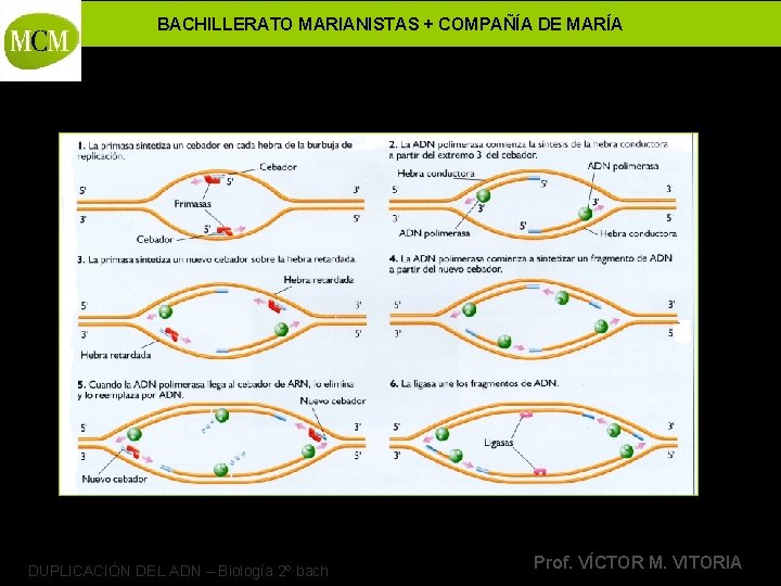 BACHILLERATO MARIANISTAS + COMPAÑÍA DE MARÍA DUPLICACIÓN DEL ADN – Biología 2º bach Prof.