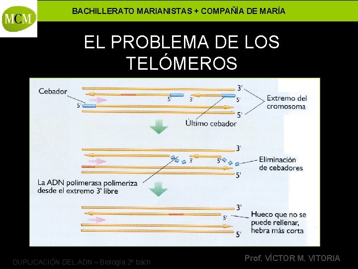 BACHILLERATO MARIANISTAS + COMPAÑÍA DE MARÍA EL PROBLEMA DE LOS TELÓMEROS DUPLICACIÓN DEL ADN