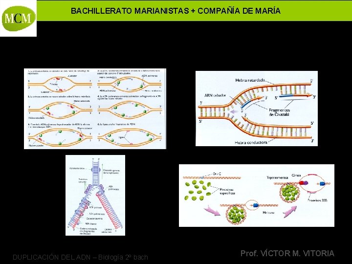 BACHILLERATO MARIANISTAS + COMPAÑÍA DE MARÍA DUPLICACIÓN DEL ADN – Biología 2º bach Prof.