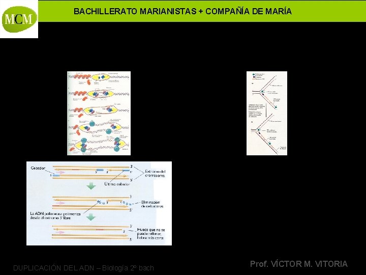 BACHILLERATO MARIANISTAS + COMPAÑÍA DE MARÍA DUPLICACIÓN DEL ADN – Biología 2º bach Prof.