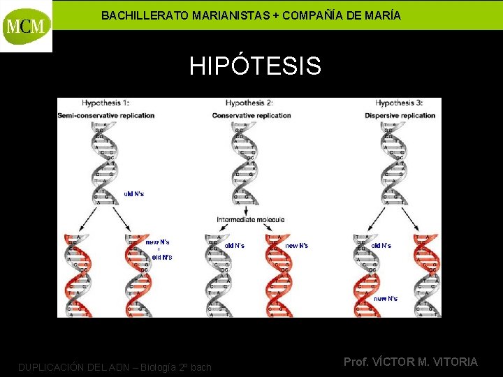 BACHILLERATO MARIANISTAS + COMPAÑÍA DE MARÍA HIPÓTESIS DUPLICACIÓN DEL ADN – Biología 2º bach