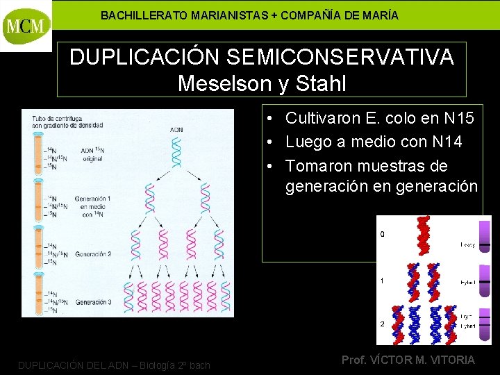 BACHILLERATO MARIANISTAS + COMPAÑÍA DE MARÍA DUPLICACIÓN SEMICONSERVATIVA Meselson y Stahl • Cultivaron E.