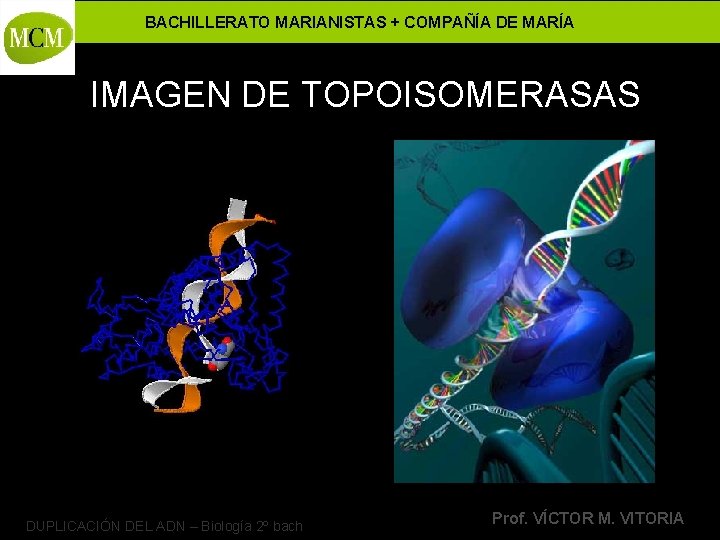 BACHILLERATO MARIANISTAS + COMPAÑÍA DE MARÍA IMAGEN DE TOPOISOMERASAS DUPLICACIÓN DEL ADN – Biología