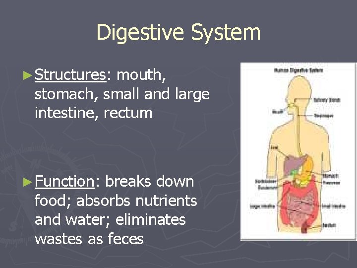 Digestive System ► Structures: mouth, stomach, small and large intestine, rectum ► Function: breaks