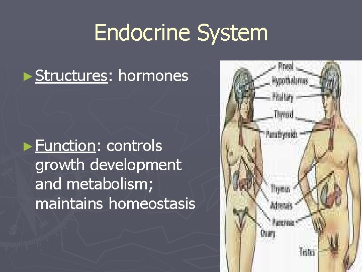 Endocrine System ► Structures: ► Function: hormones controls growth development and metabolism; maintains homeostasis