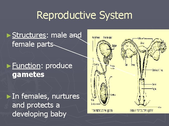 Reproductive System ► Structures: male and female parts ► Function: gametes ► In produce