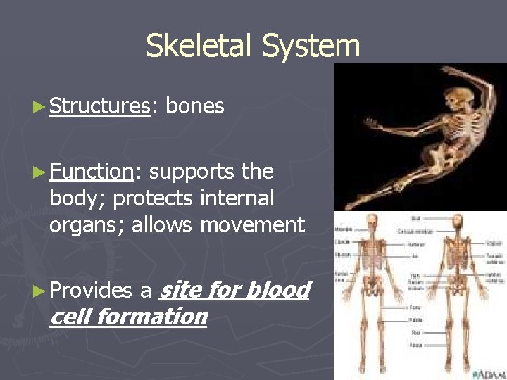 Skeletal System ► Structures: bones ► Function: supports the body; protects internal organs; allows