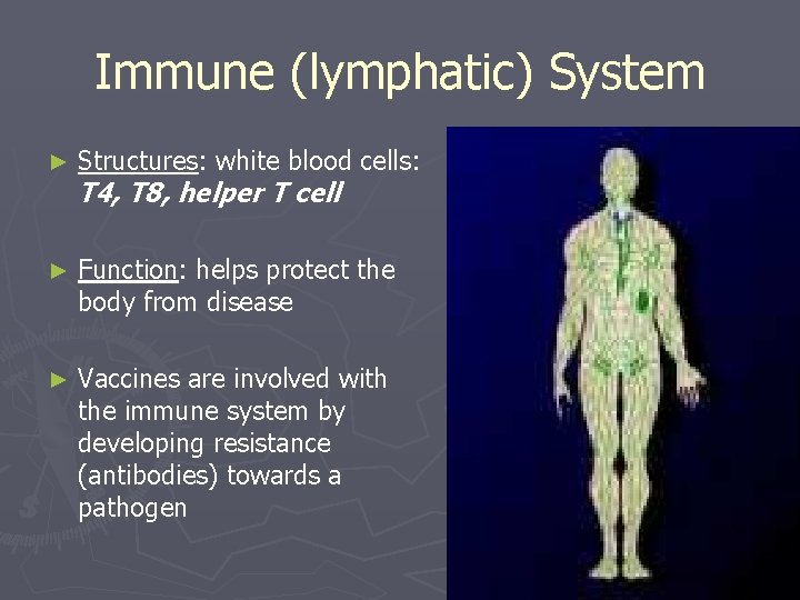 Immune (lymphatic) System ► Structures: white blood cells: ► Function: helps protect the body