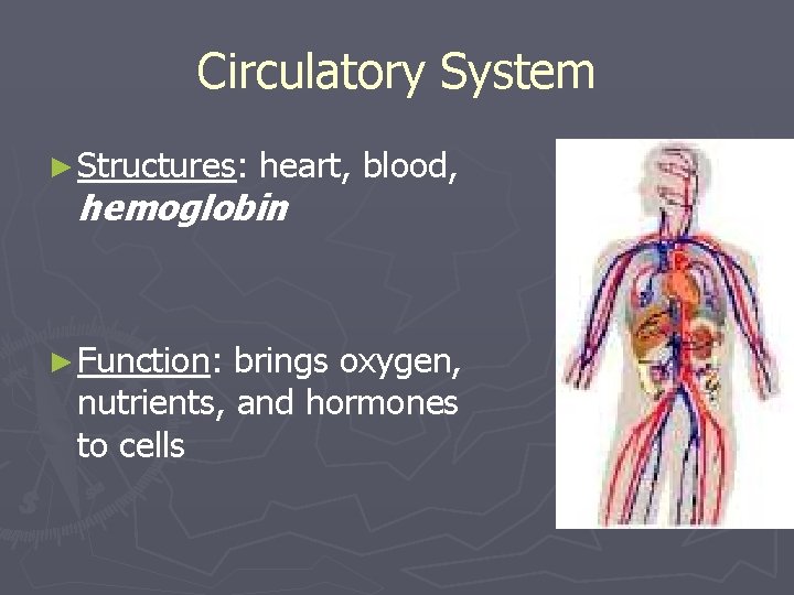 Circulatory System ► Structures: heart, blood, hemoglobin ► Function: brings oxygen, nutrients, and hormones