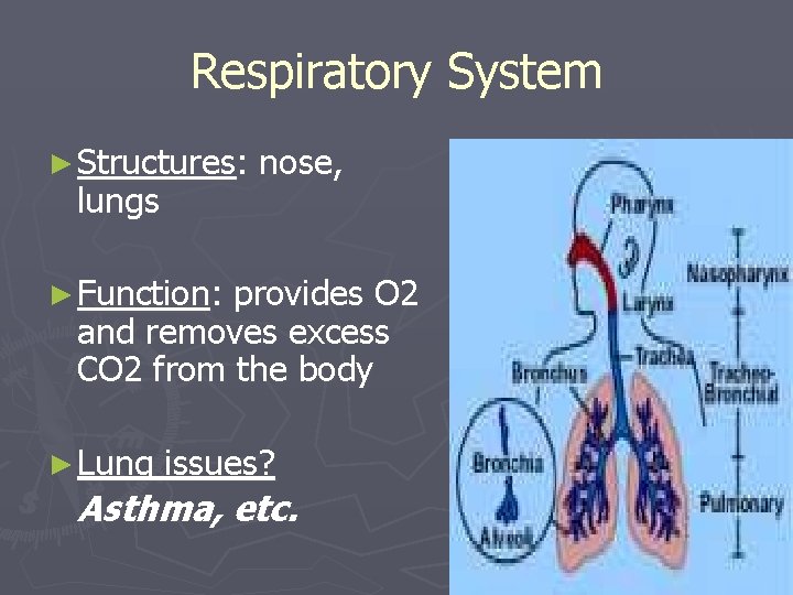 Respiratory System ► Structures: lungs nose, ► Function: provides O 2 and removes excess