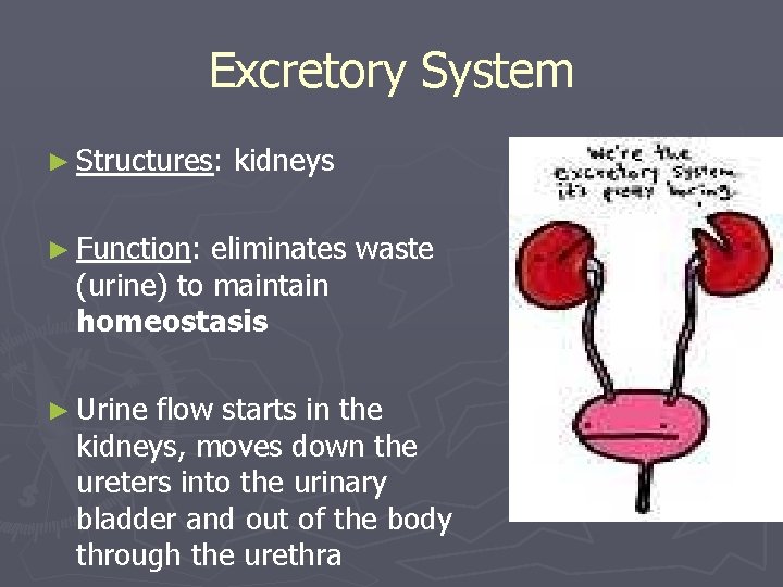 Excretory System ► Structures: kidneys ► Function: eliminates waste (urine) to maintain homeostasis ►