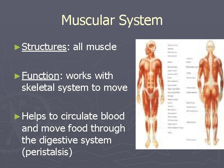 Muscular System ► Structures: all muscle ► Function: works with skeletal system to move