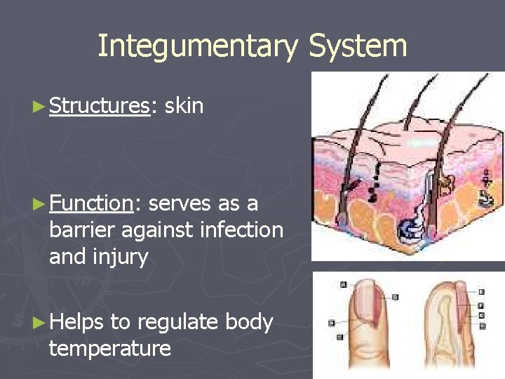 Integumentary System ► Structures: skin ► Function: serves as a barrier against infection and