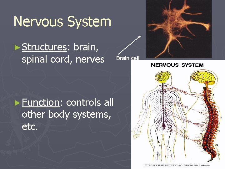 Nervous System ► Structures: brain, spinal cord, nerves ► Function: controls all other body