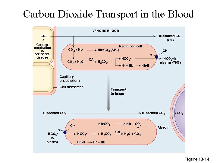 Carbon Dioxide Transport in the Blood VENOUS BLOOD CO 2 Dissolved CO 2 (7%)