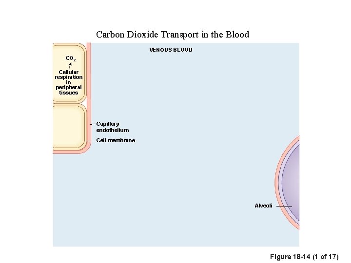 Carbon Dioxide Transport in the Blood VENOUS BLOOD CO 2 Cellular respiration in peripheral