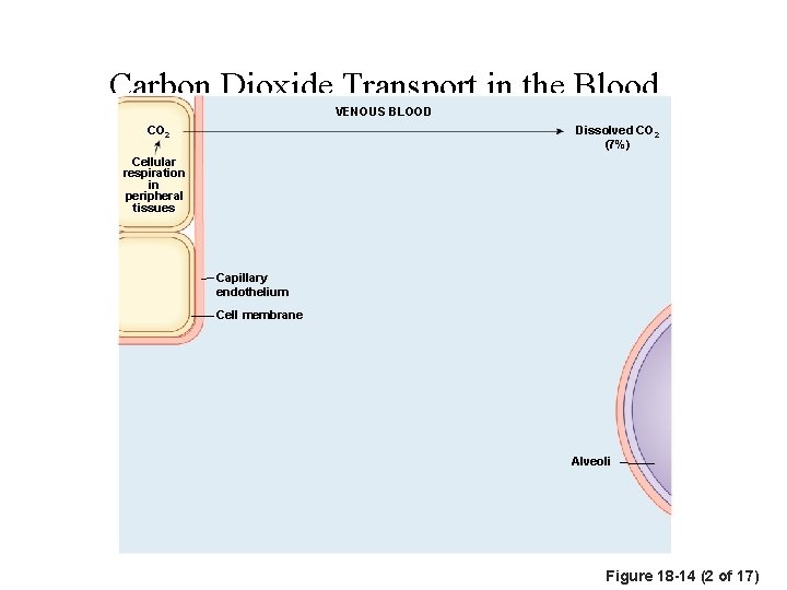 Carbon Dioxide Transport in the Blood VENOUS BLOOD CO 2 Dissolved CO 2 (7%)