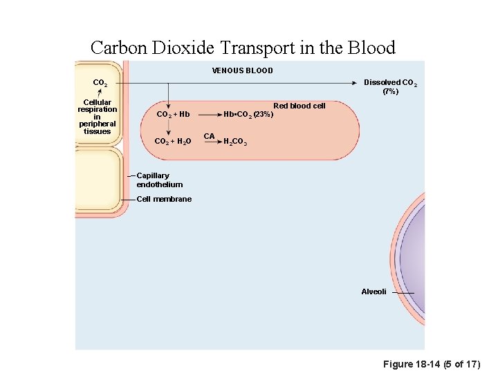 Carbon Dioxide Transport in the Blood VENOUS BLOOD CO 2 Cellular respiration in peripheral